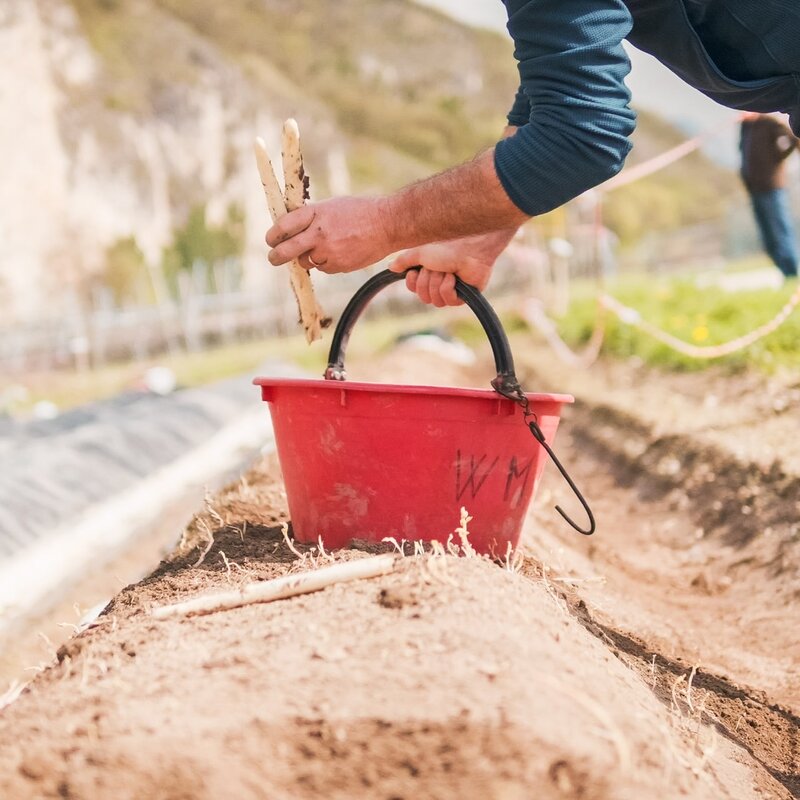 L'immagine mostra una persona che raccoglie asparagi bianchi in un campo, depositandoli in un secchio rosso. Il terreno è sollevato in cumuli, una tecnica tipica per questa coltivazione. Sullo sfondo si vedono altre persone al lavoro e un paesaggio montano. La scena è luminosa, suggerendo un’atmosfera primaverile. | © Filippo Frizzera, 2024