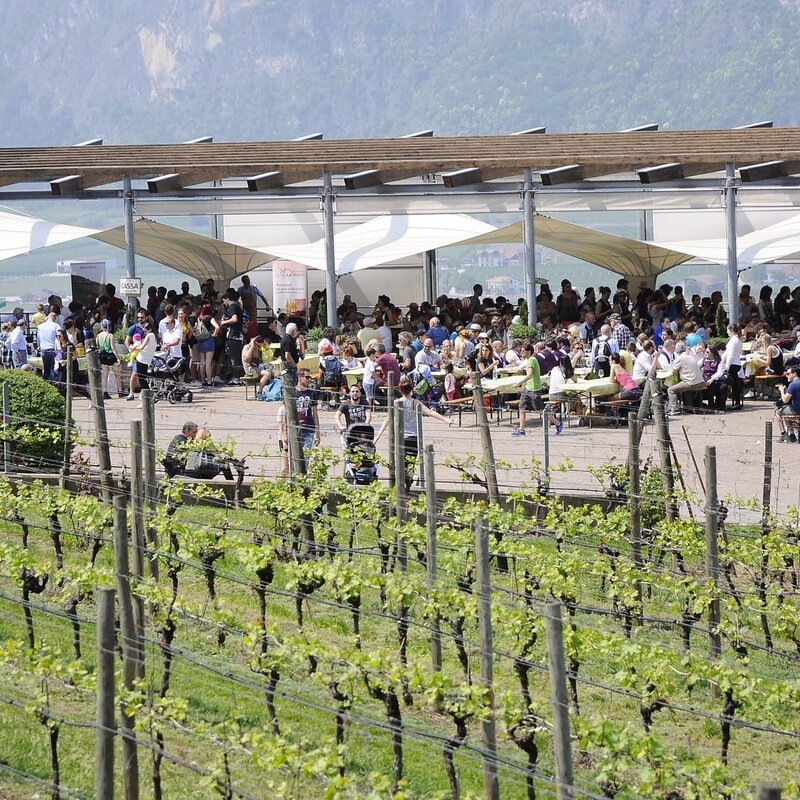 The image depicts an outdoor event in a vineyard setting, with rows of grapevines in the foreground and a large covered structure where a crowd of people has gathered. Under the canopies, participants are seated at tables, appearing to enjoy food and wine. In the background, mountains and hills are visible. | © Archivio Pro Loco Lavis, 2019