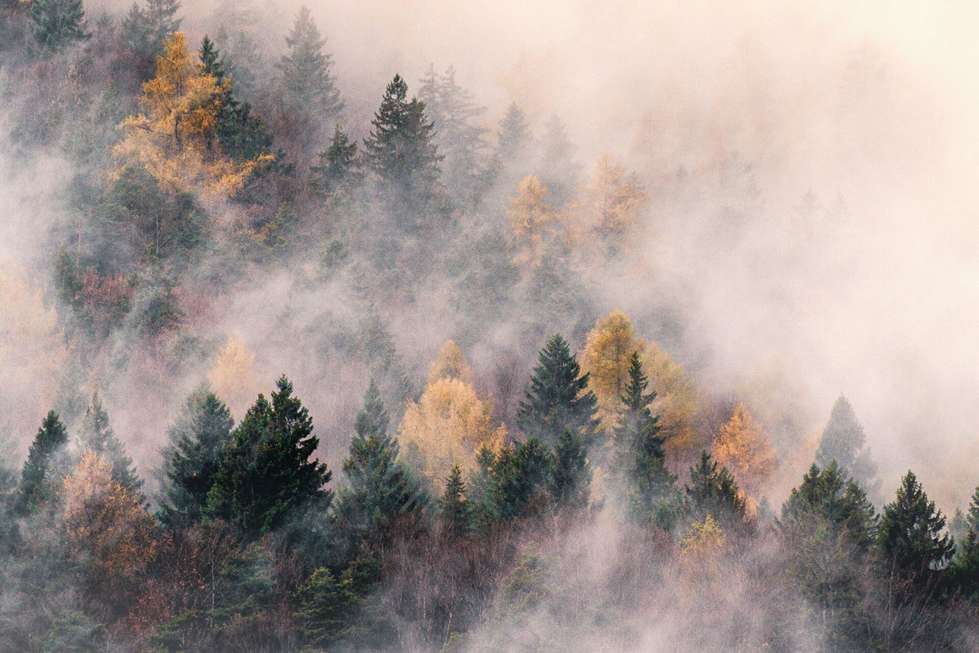 Foliage in the forests of Paganella. | © Filippo Frizzera, 2019