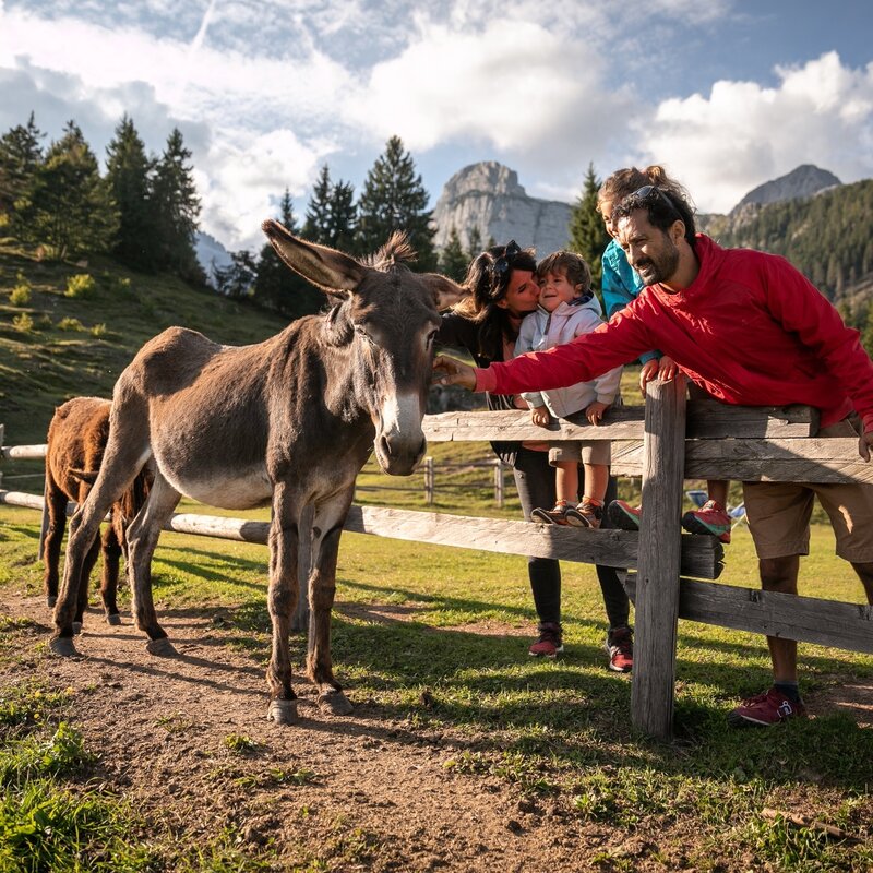 Escursione in Pradel: malga Tovre, rifugio La Montanara e rifugio Croz dell'Altissimo