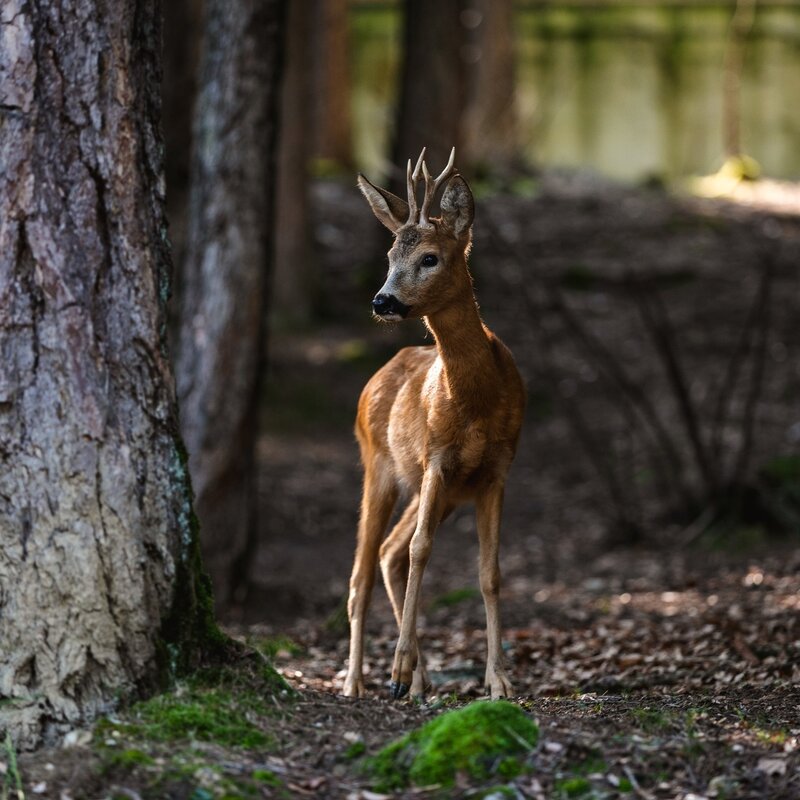 Spormaggiore – Wildlife park – Castel Belfort -  Le Seghe